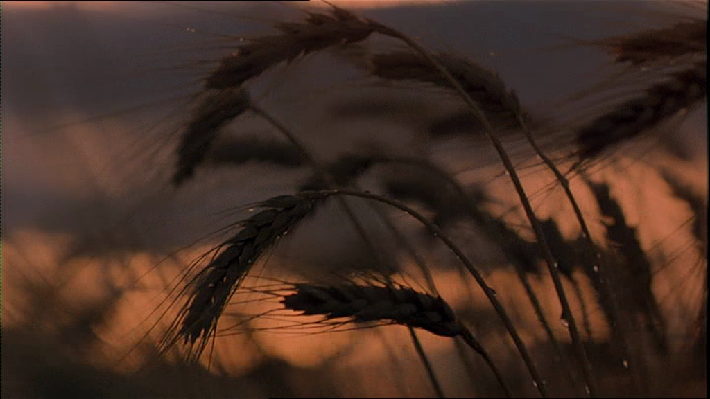 terrence-malick-days-of-heaven-days of heaven