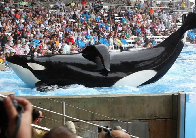 "Blackfish"