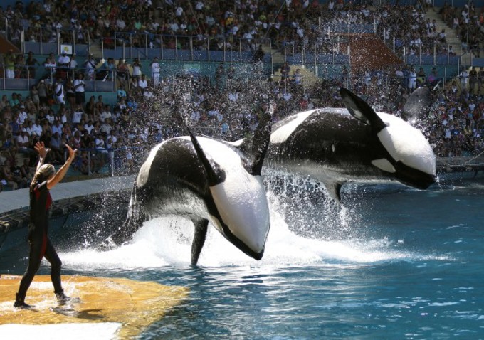 "Blackfish"