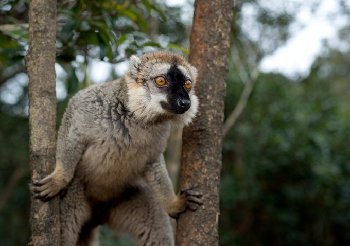 Island of Lemurs: Madagascar