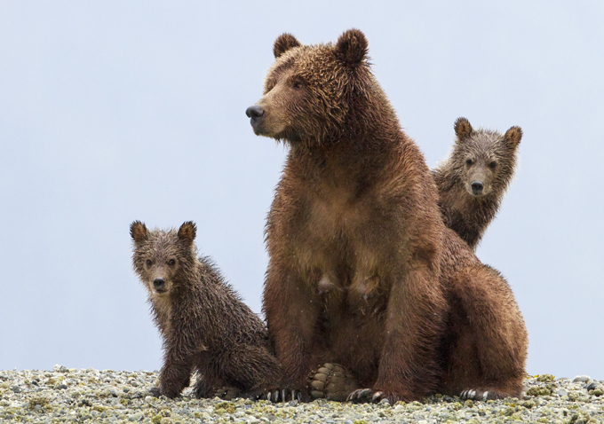 Bears