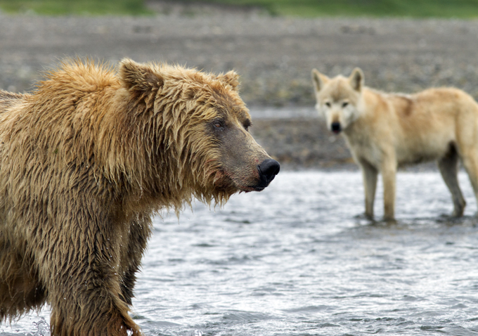 Bears