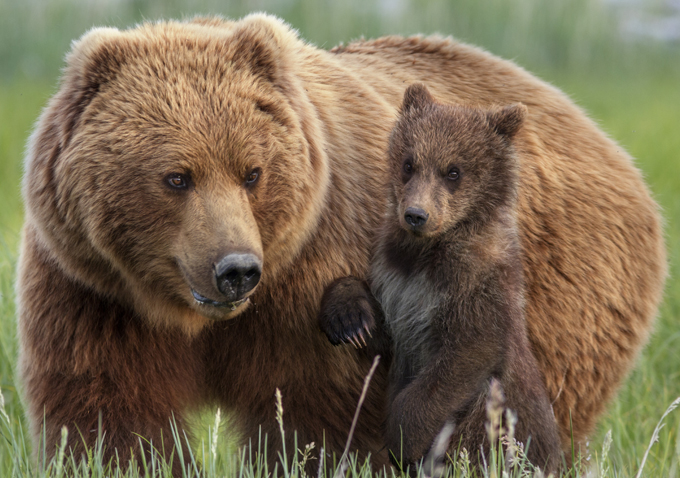 Bears