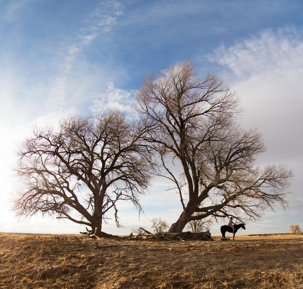 The Homesman