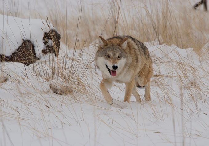 Wolf Totem