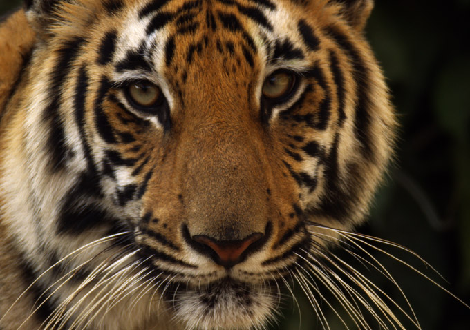 Tiger Tiger
