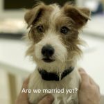 The Best Dog Of The Year Performance: Arthur From ‘Beginners’
