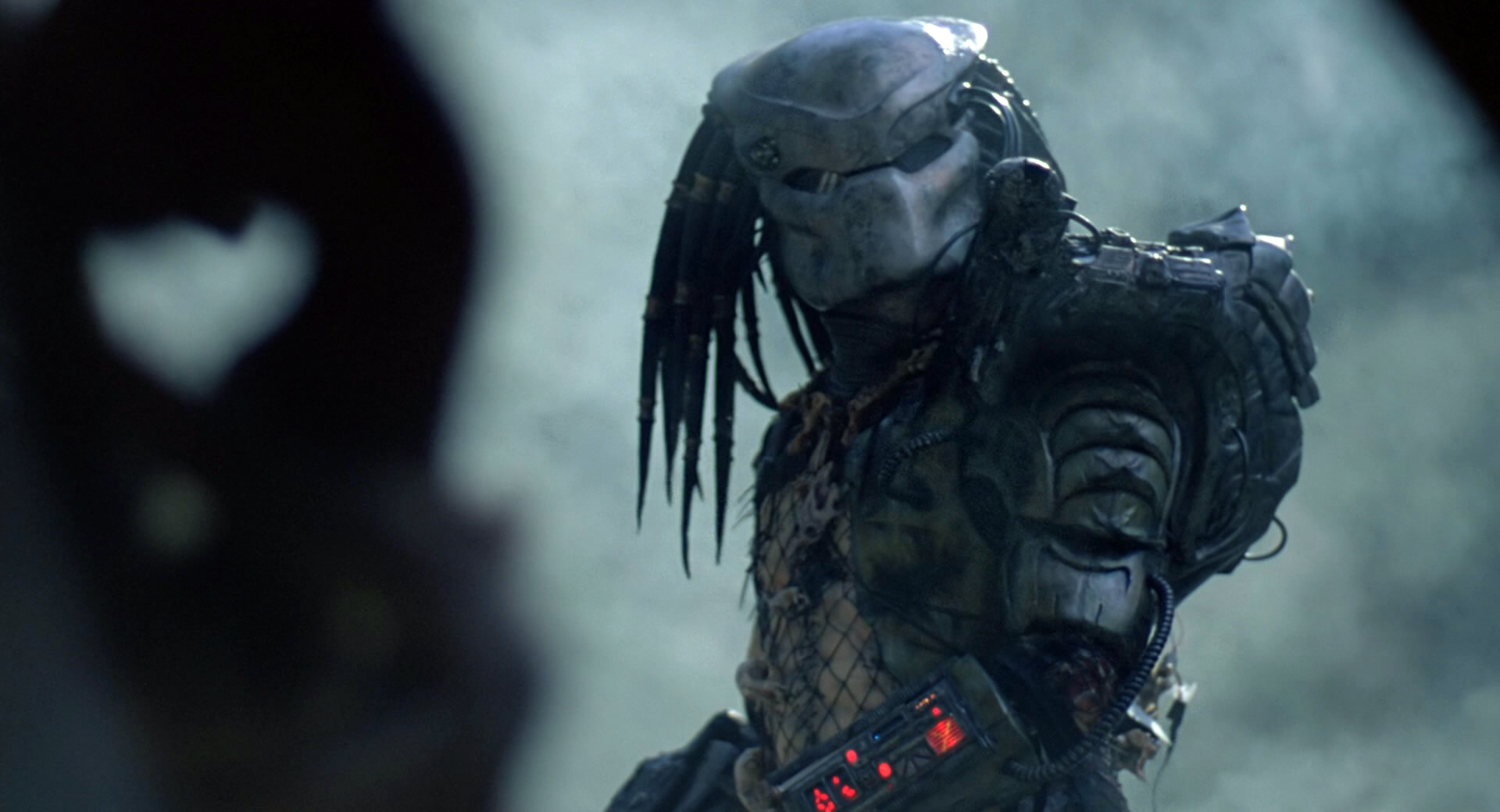 Predator_searching_for_Dutch