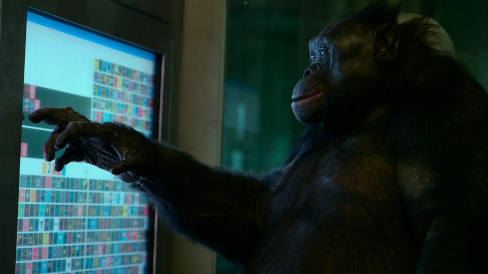 UnlockingtheCage_still3_Kanzi__byChrisHegedus