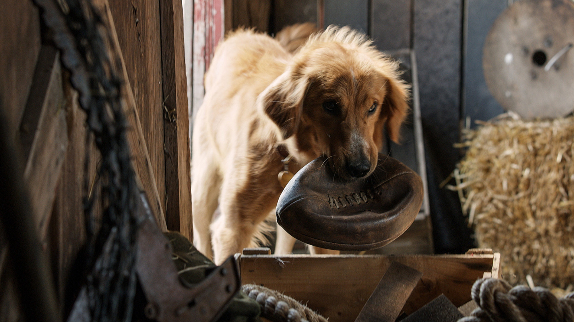 Dogs-Purpose-ball