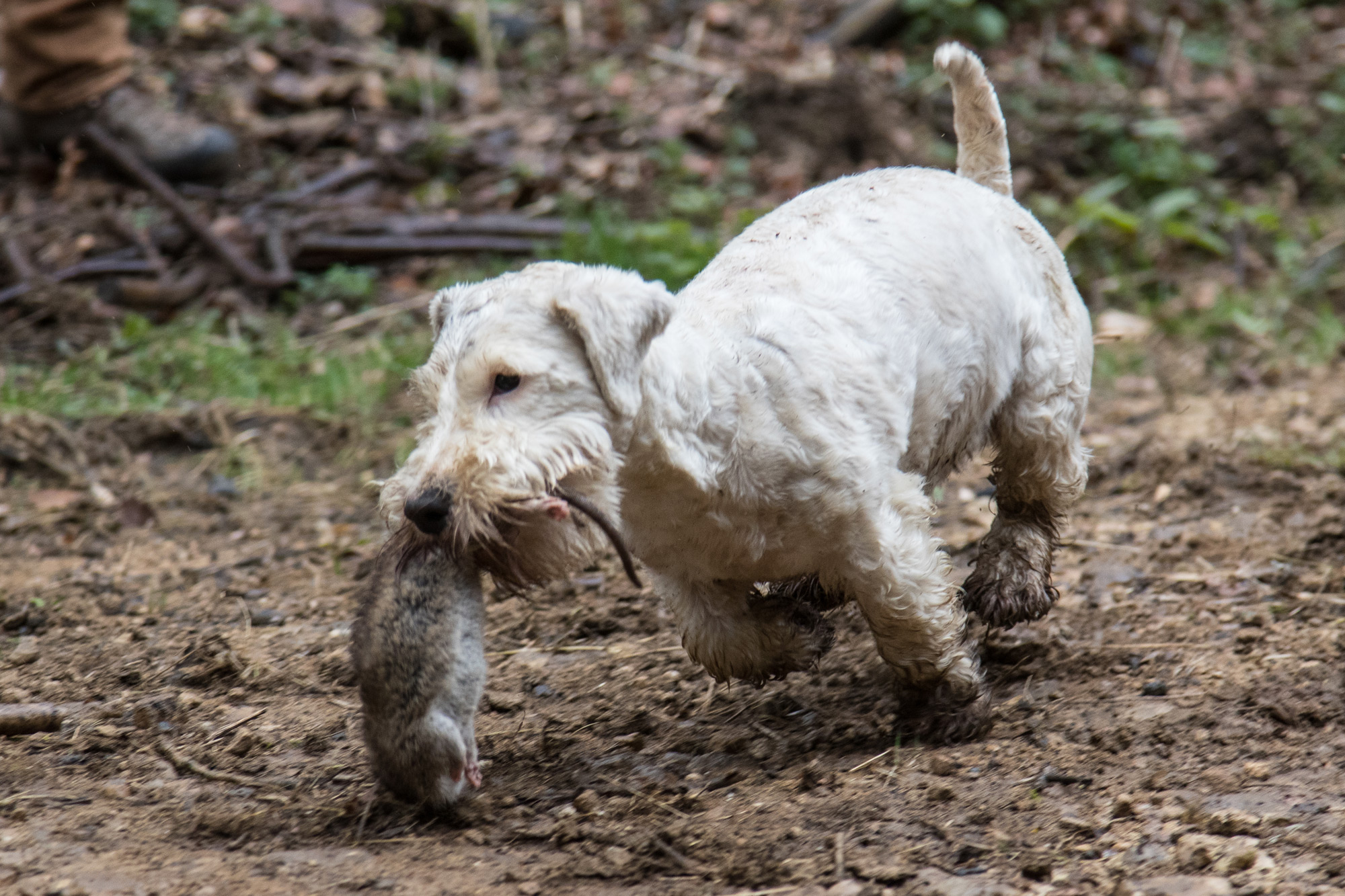 rats_05