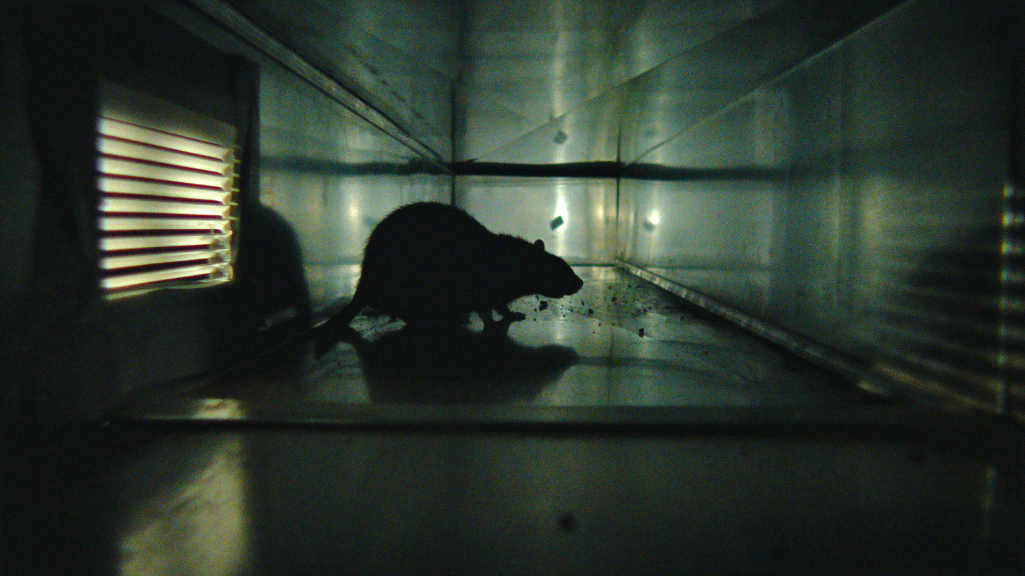 rats_07