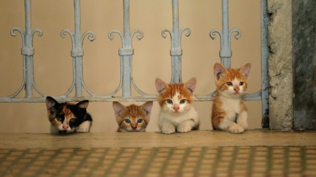 14-yellows-kitten-in-kedi