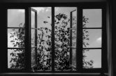 ’24 Frames’ Is The Final, Major Work From The Great Abbas Kiarostami [Cannes Review]