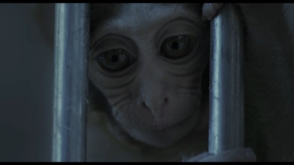 Tarzan's Testicles
