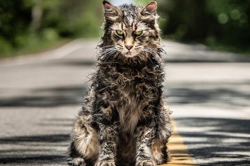 Pet Sematary cat header