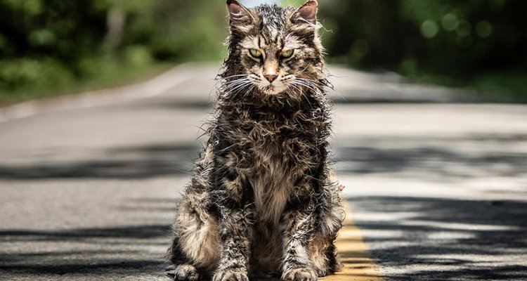 Pet Sematary cat header