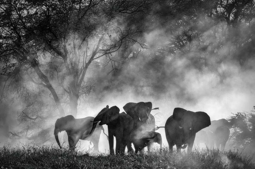 Ghost Elephants, Werner Herzog