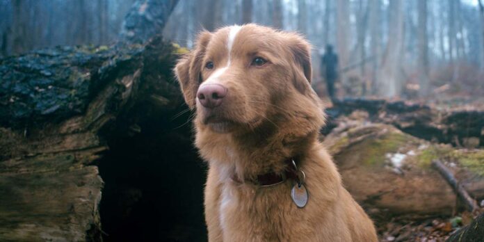 ‘Good Boy’: Ben Leonberg & Kari Fischer On Crafting A Haunted-House Thriller From A Dog’s POV, Indy’s “Performance,” & Festival Reactions [The Discourse