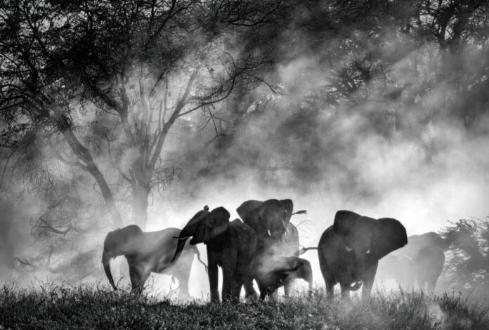 Ghost Elephants, Werner Herzog